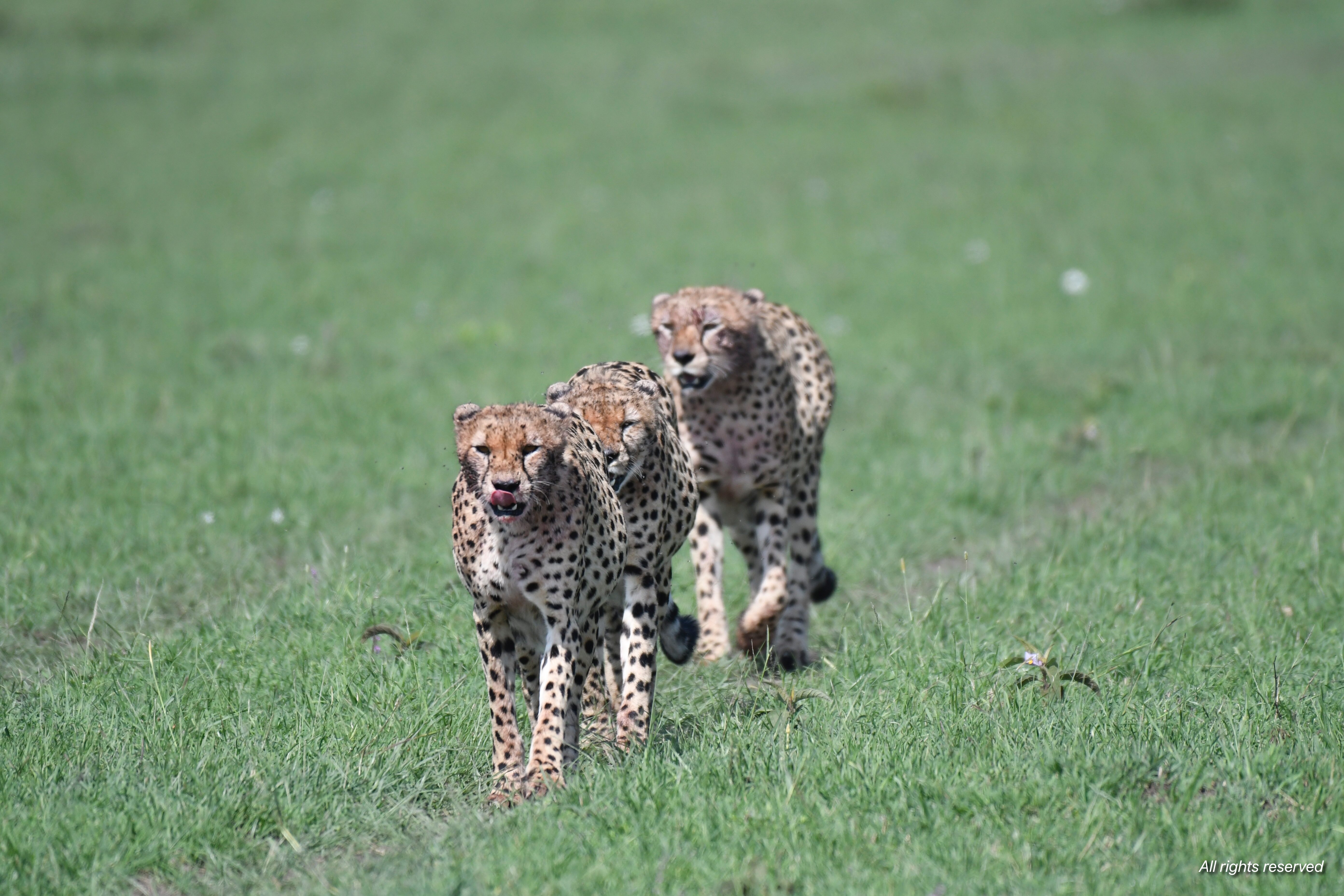 Three cheetahs walking abreast across bright green grassland