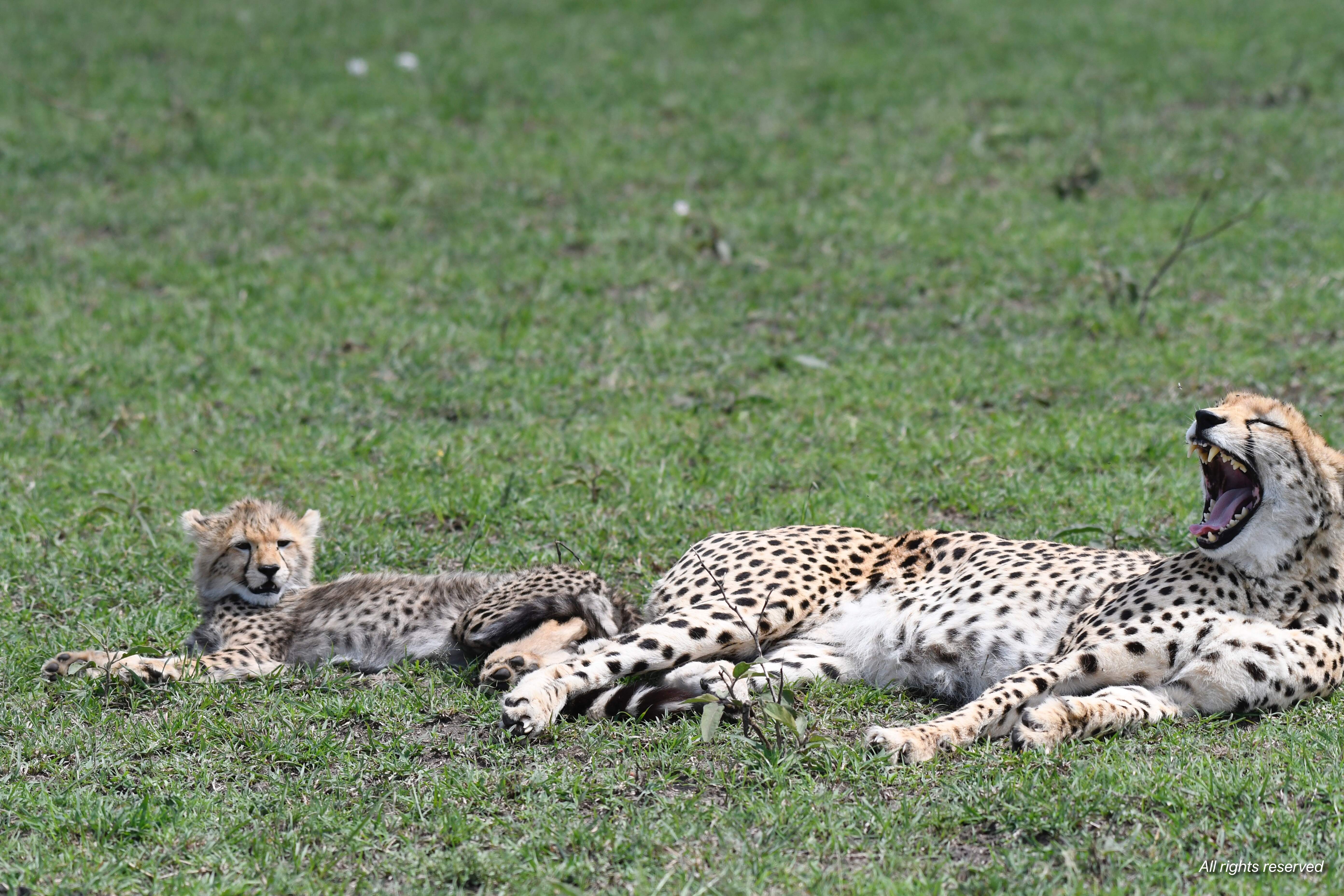A cheetah yawning while resting in the grass beside its cub
