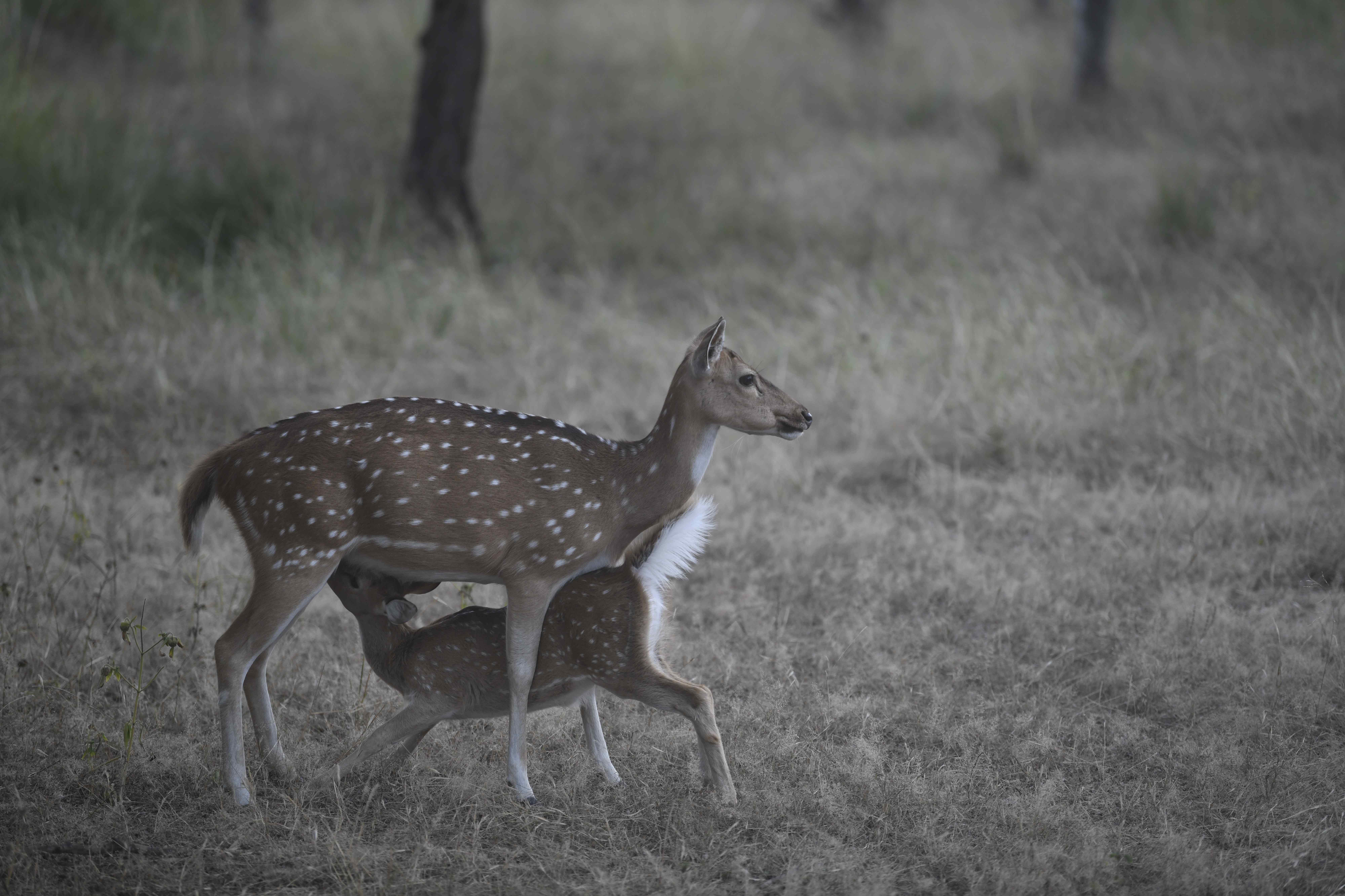 A spotted deer doe nursing her fawn in soft dry grassland