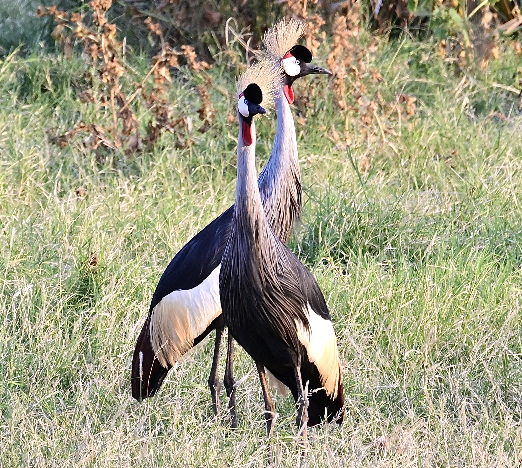 A pair of grey crowned cranes standing among tall grass in warm light