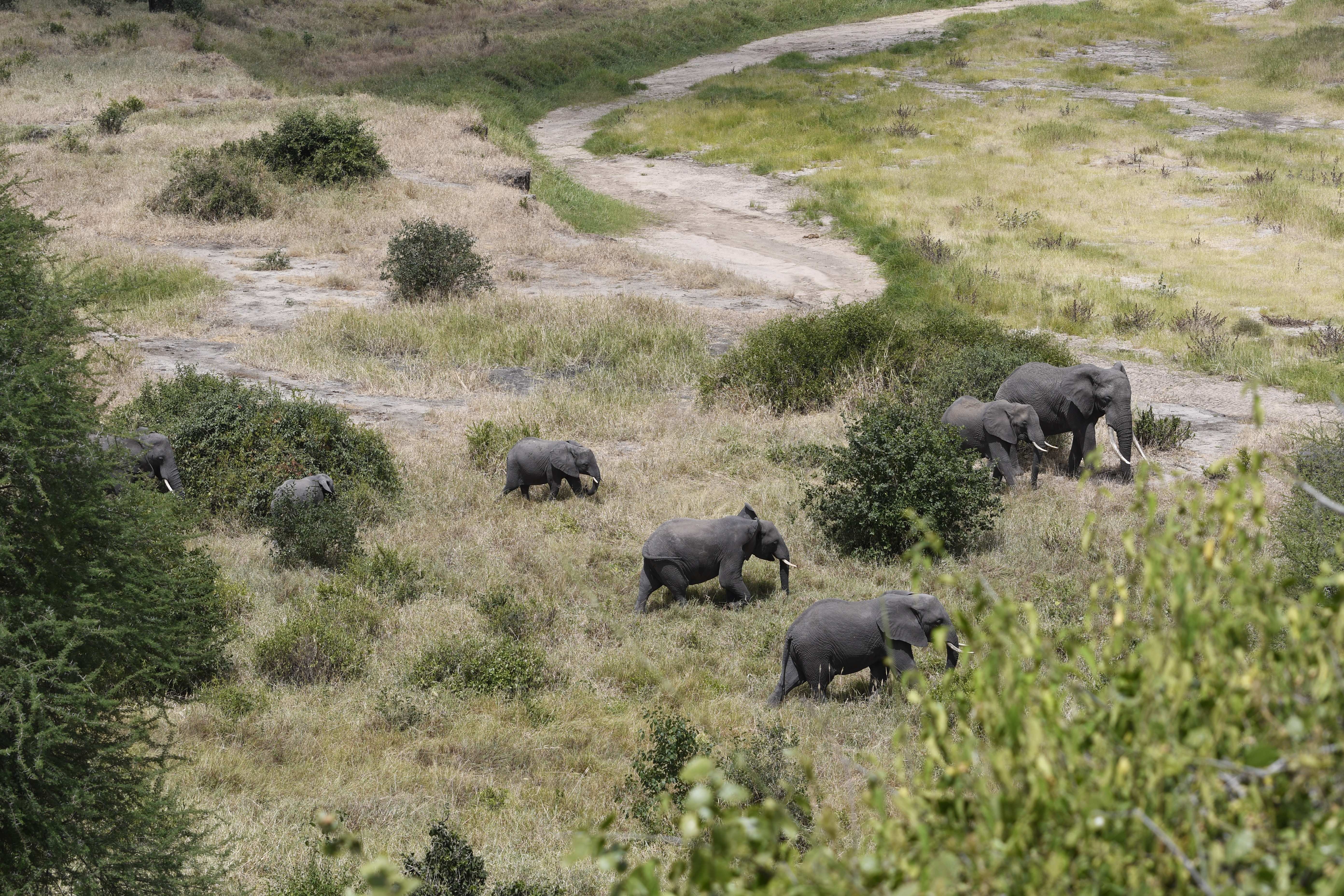A herd of elephants moving in single file across grassland toward a dry track