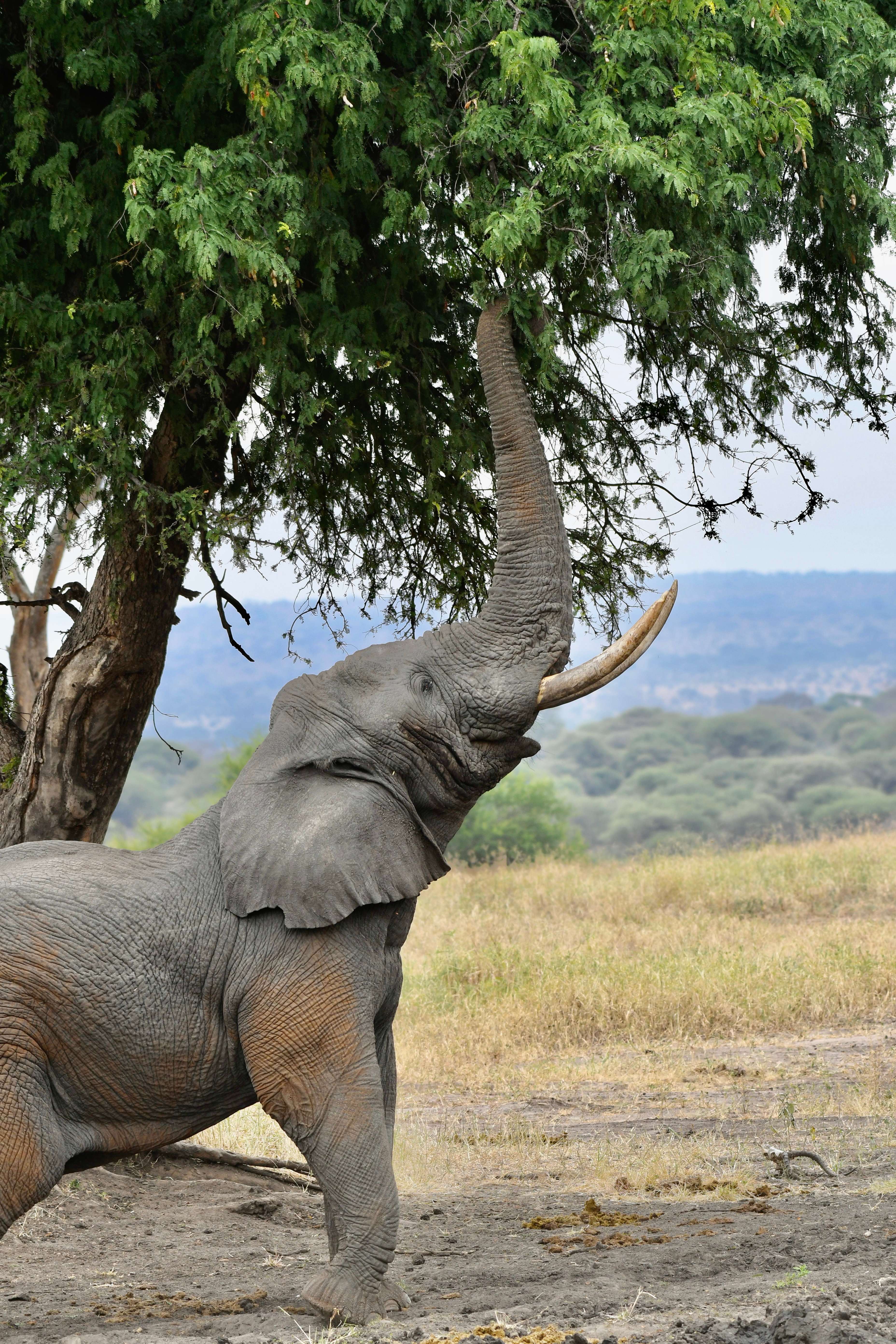 A tusked elephant stretching its trunk high into a tree to feed