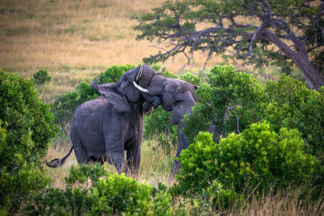 Two elephants interlocking trunks and heads among green savanna scrub