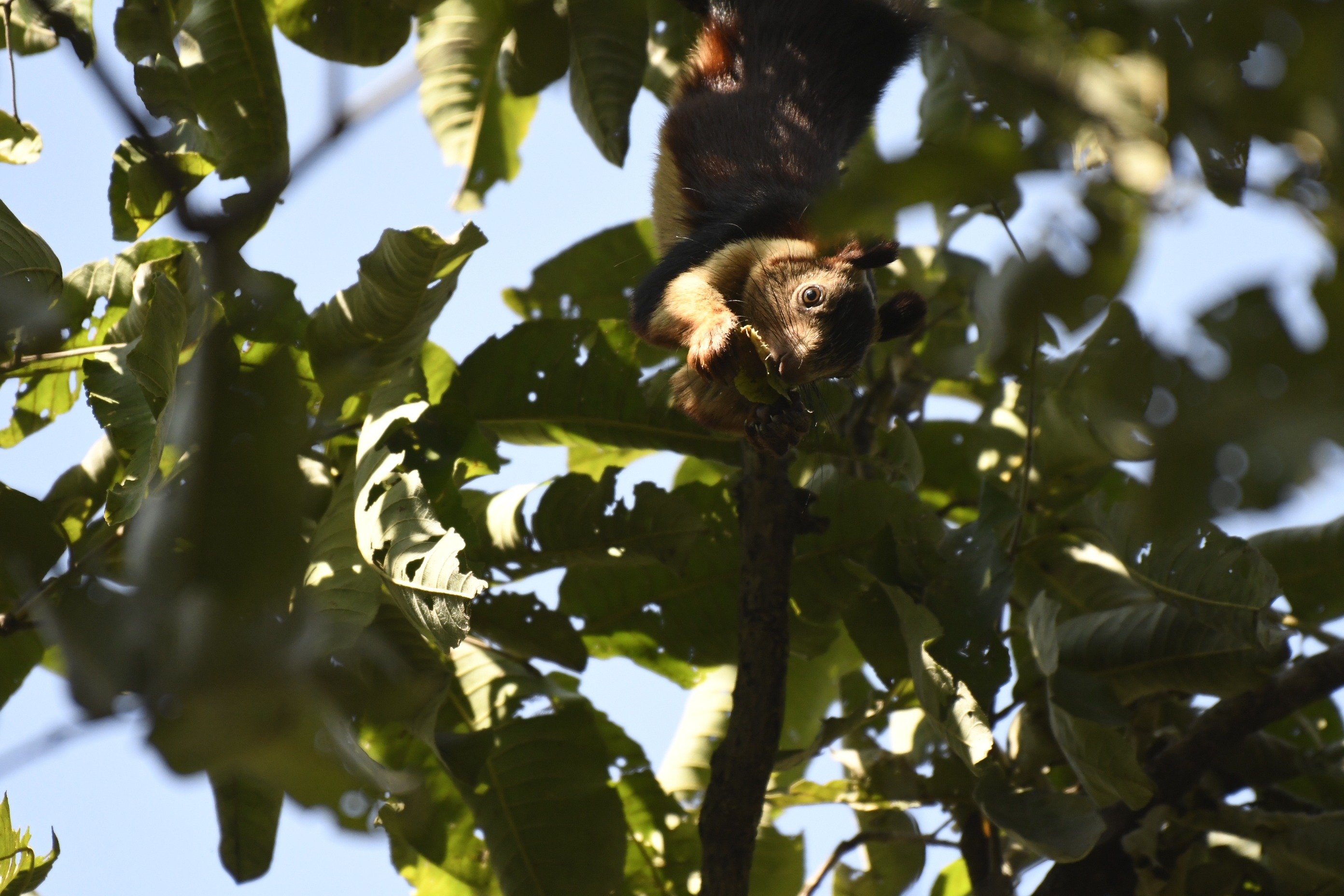 An Indian giant squirrel feeding while perched in a sunlit forest canopy