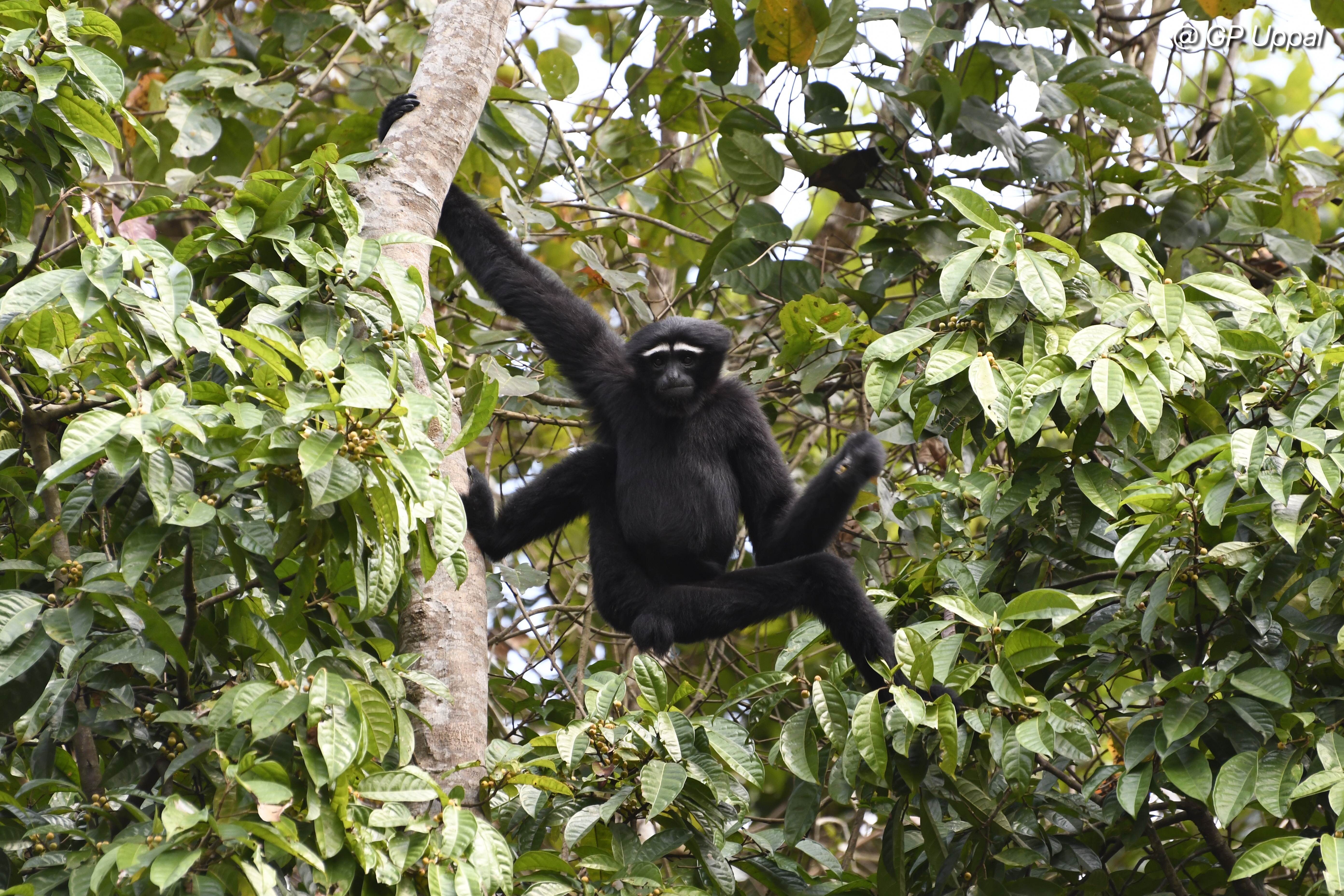 A hoolock gibbon hanging by one arm among green forest foliage