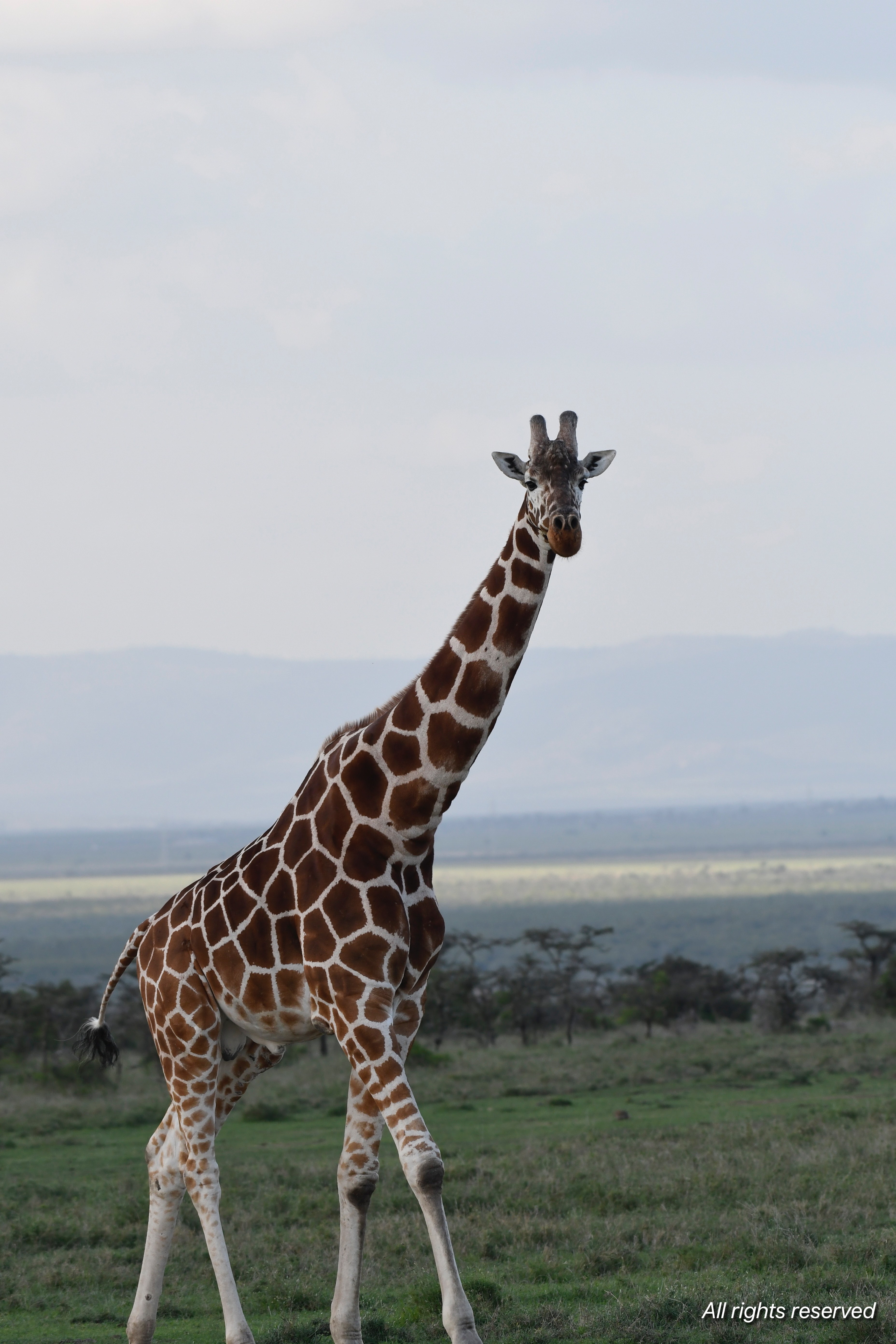 A giraffe standing on open plain facing the camera, hills fading into the horizon