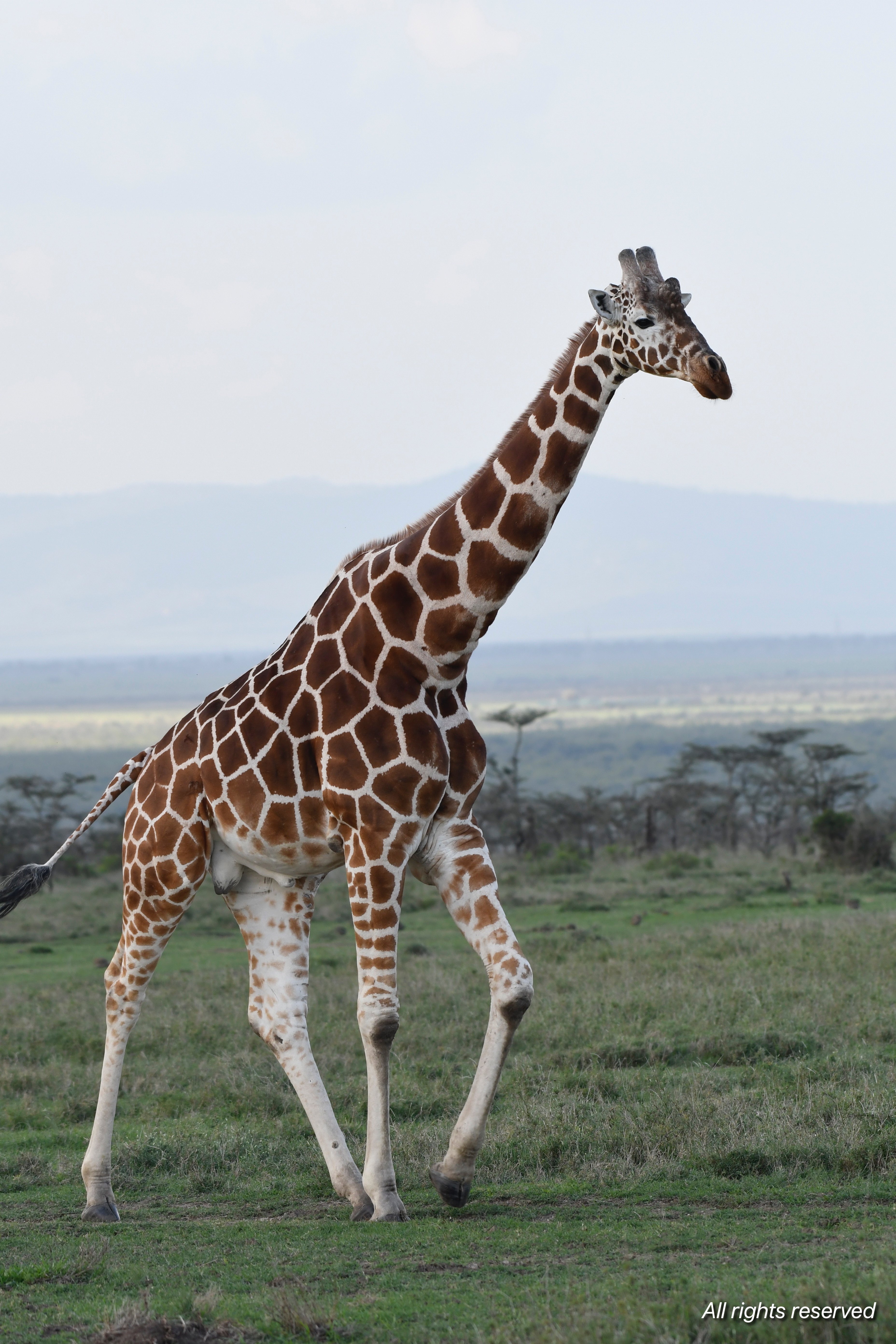 A reticulated giraffe walking across grassland with distant hills behind