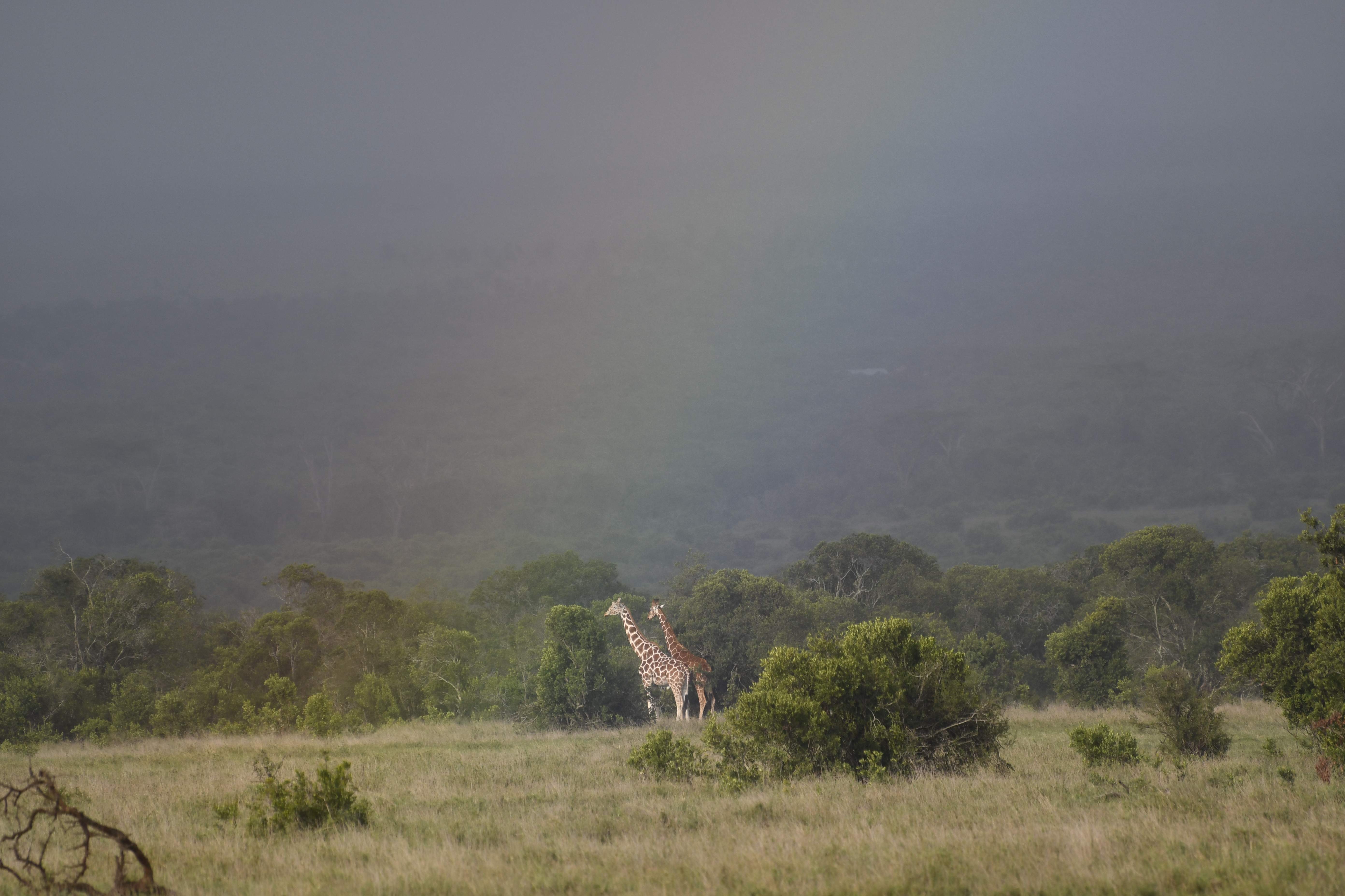 Two giraffes standing among trees beneath a faint rainbow in soft morning mist