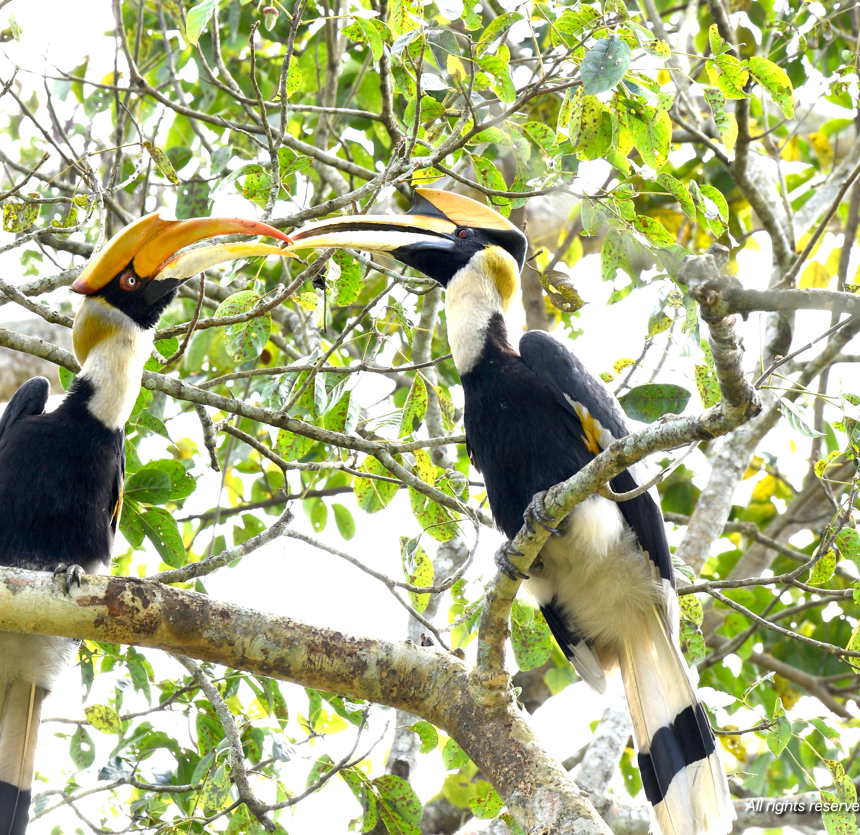 A pair of great hornbills facing each other on a branch amid green leaves