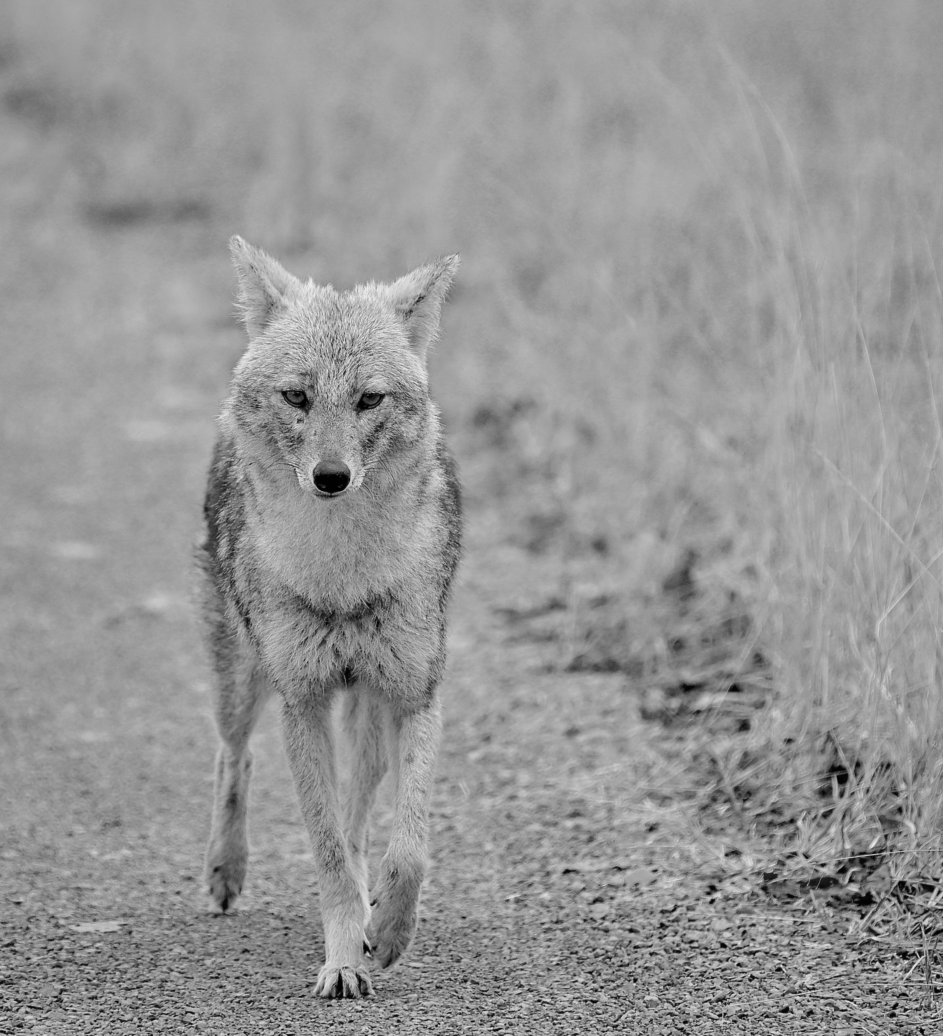 A black-and-white image of a jackal walking directly toward the camera along a track