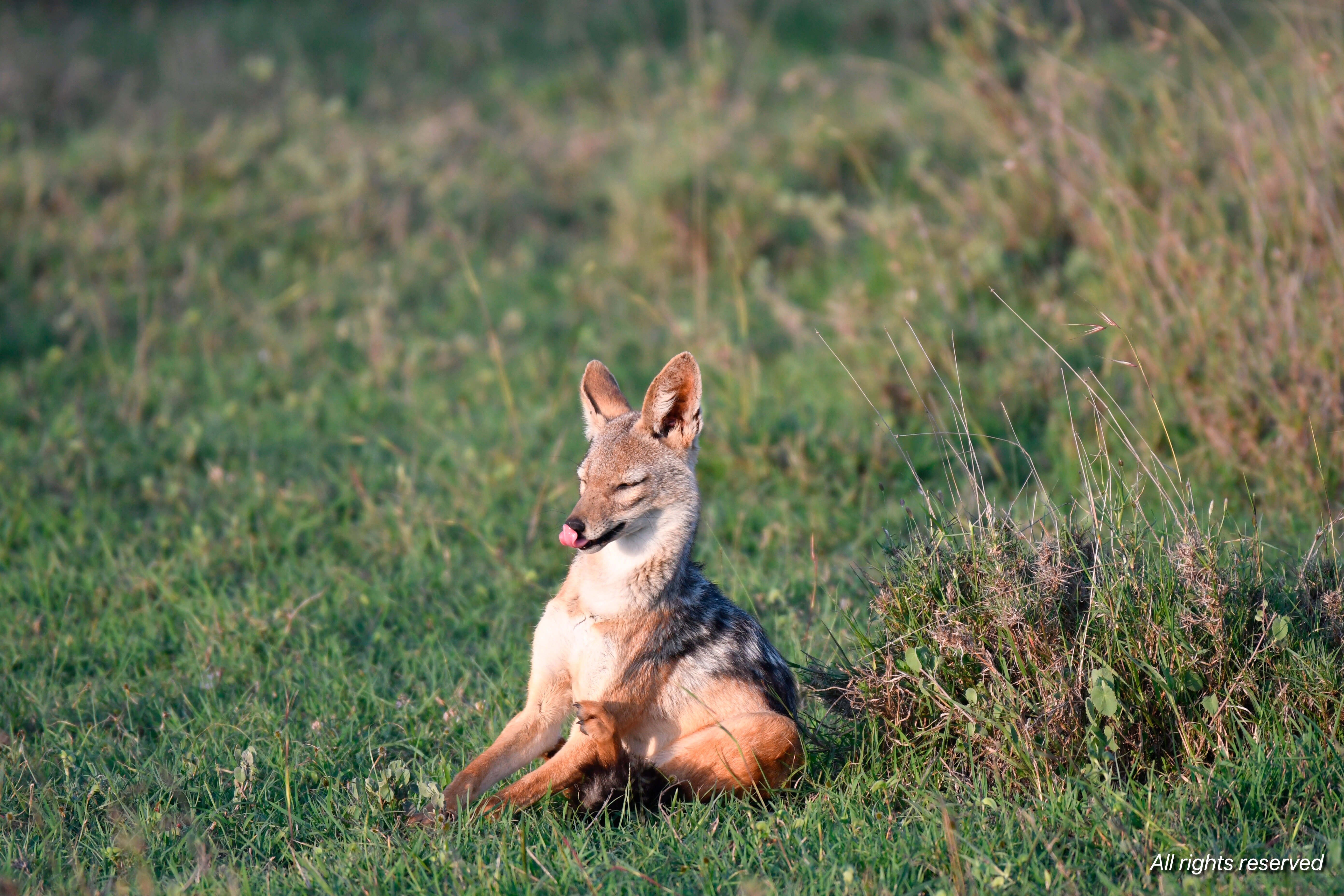 A black-backed jackal sitting in golden grass, licking its nose in warm light