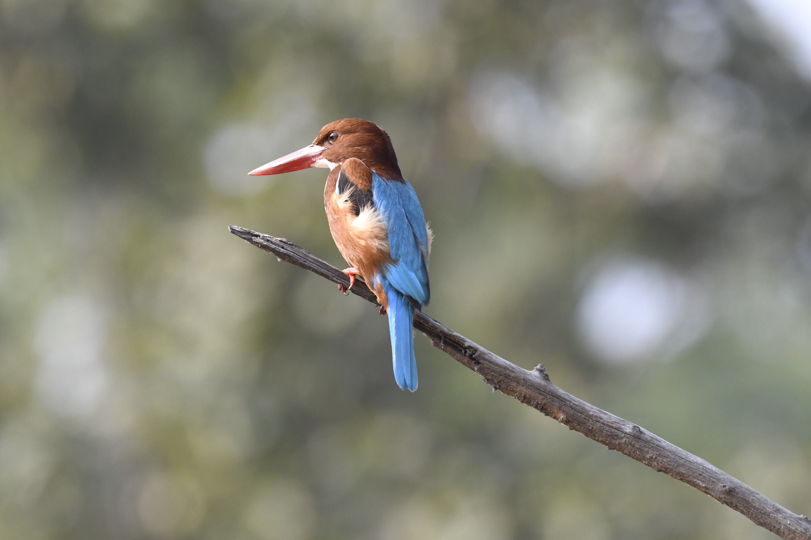 A white-throated kingfisher perched on a bare branch against a soft green background