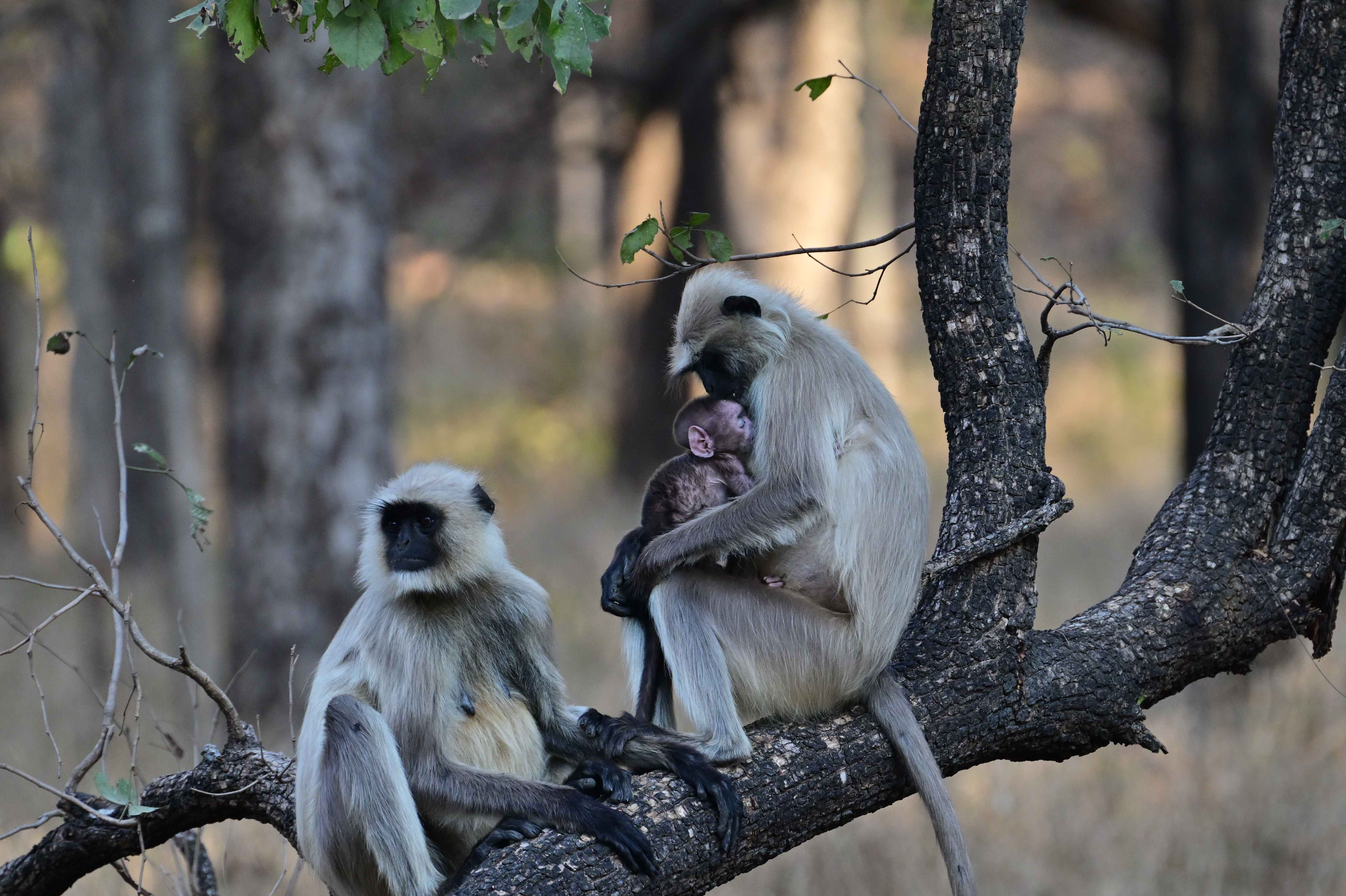 A gray langur cradling its infant on a branch beside another langur