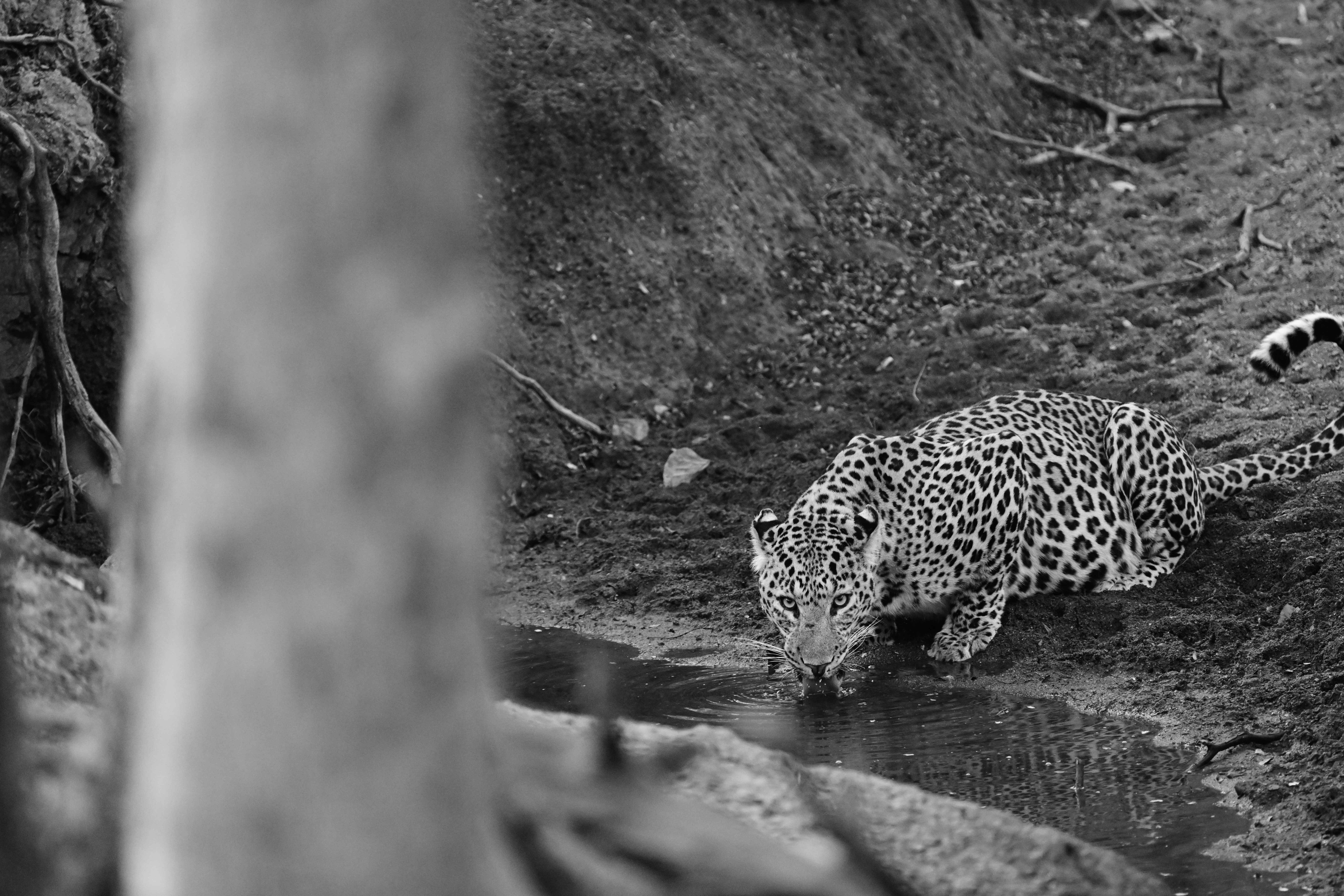 A black-and-white study of a leopard crouched to drink from a forest waterhole