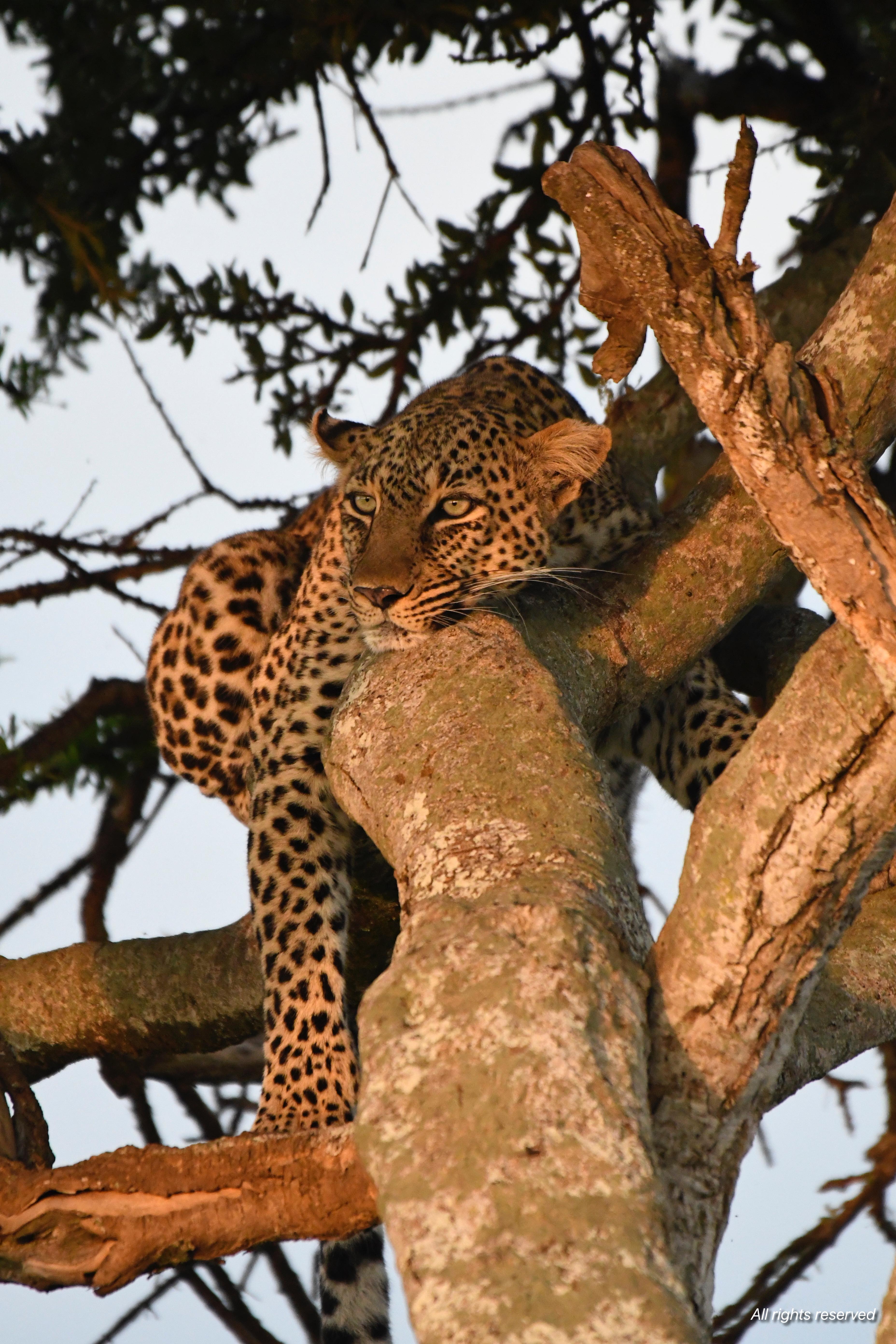 A leopard draped over the fork of a tree in warm golden evening light