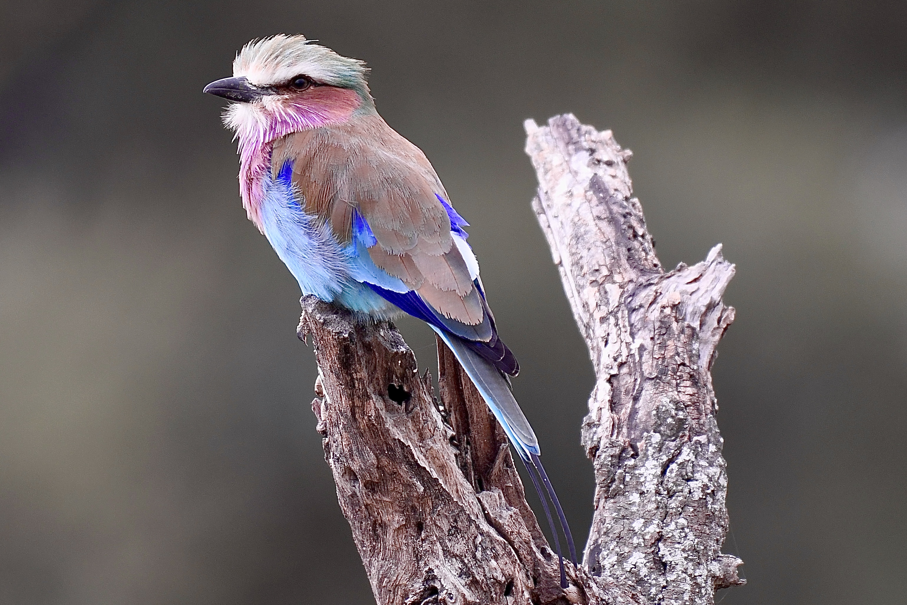 A lilac-breasted roller perched on a weathered branch showing its lilac and blue plumage
