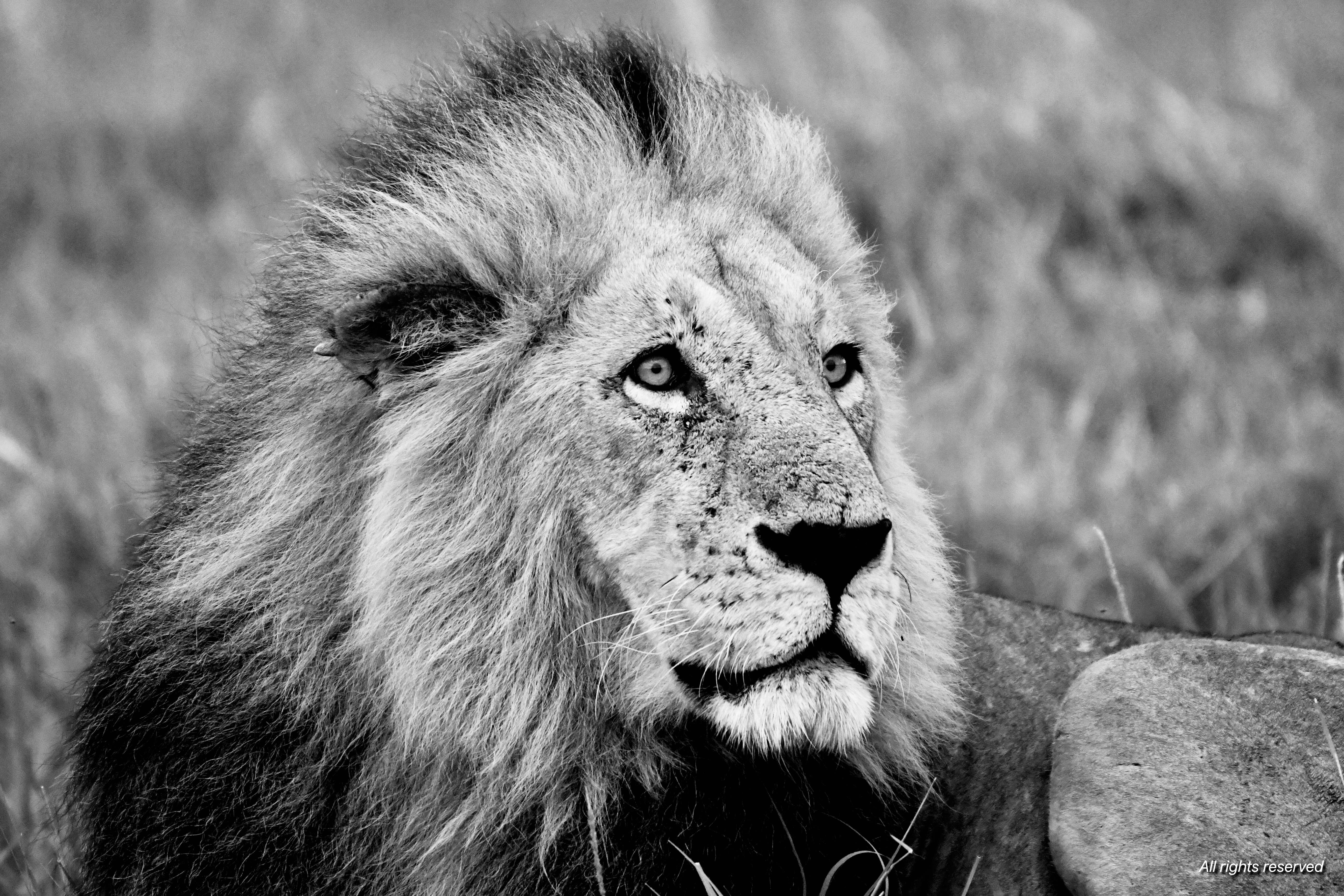 A black-and-white close portrait of a male lion, pale eyes fixed on the horizon