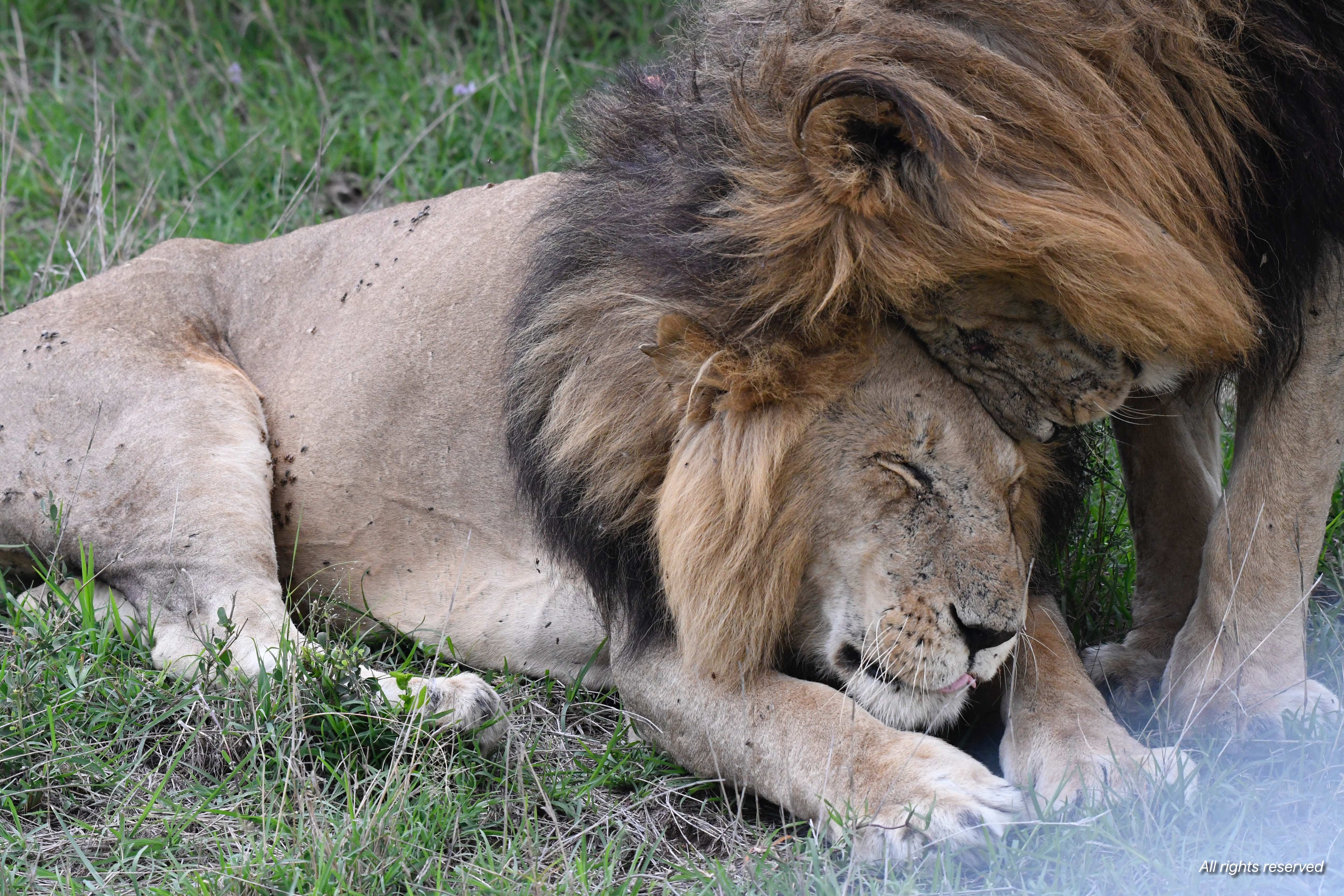 Two male lions resting head to head, nuzzling in the grass