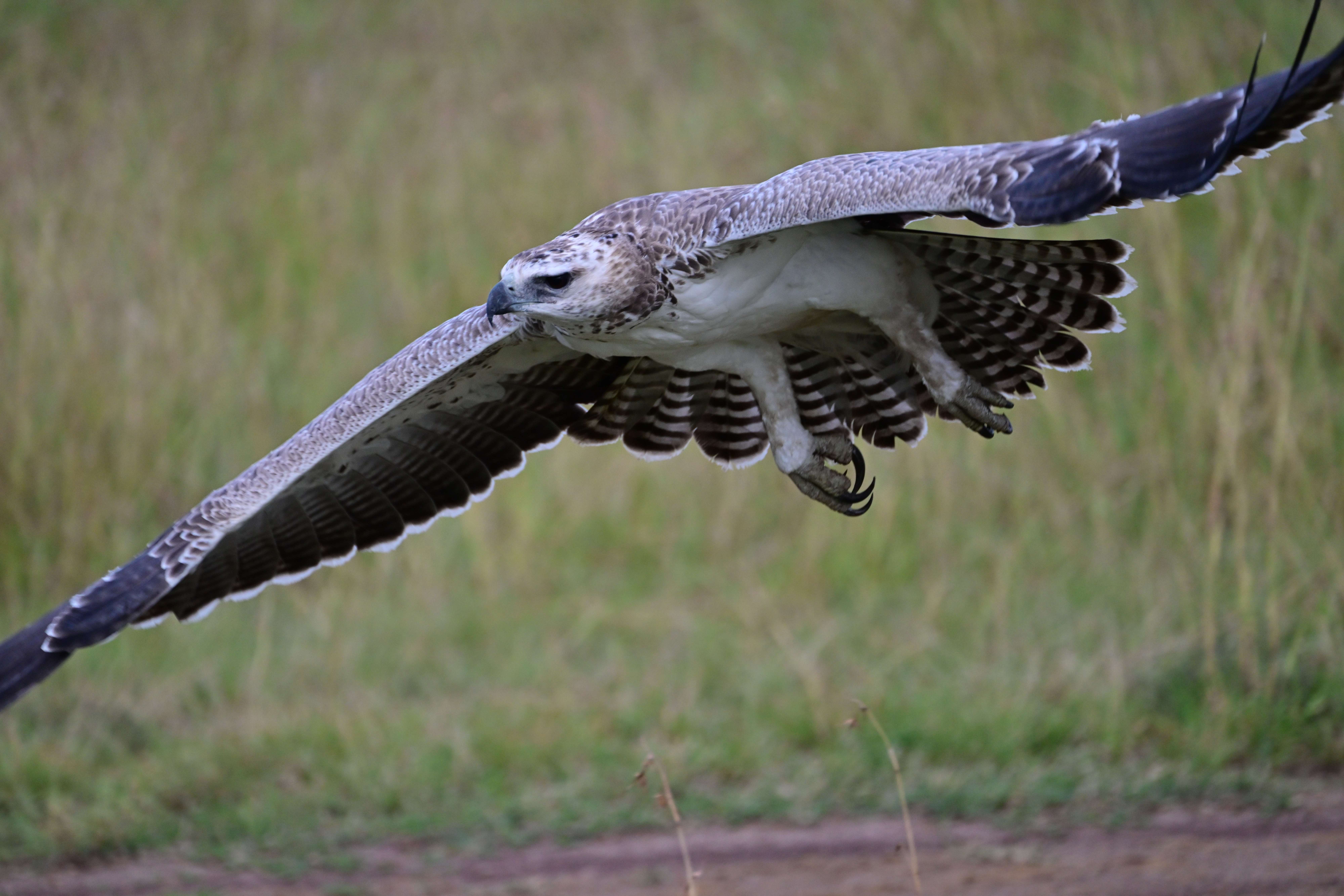 A martial eagle in low flight with wings fully spread over grassland