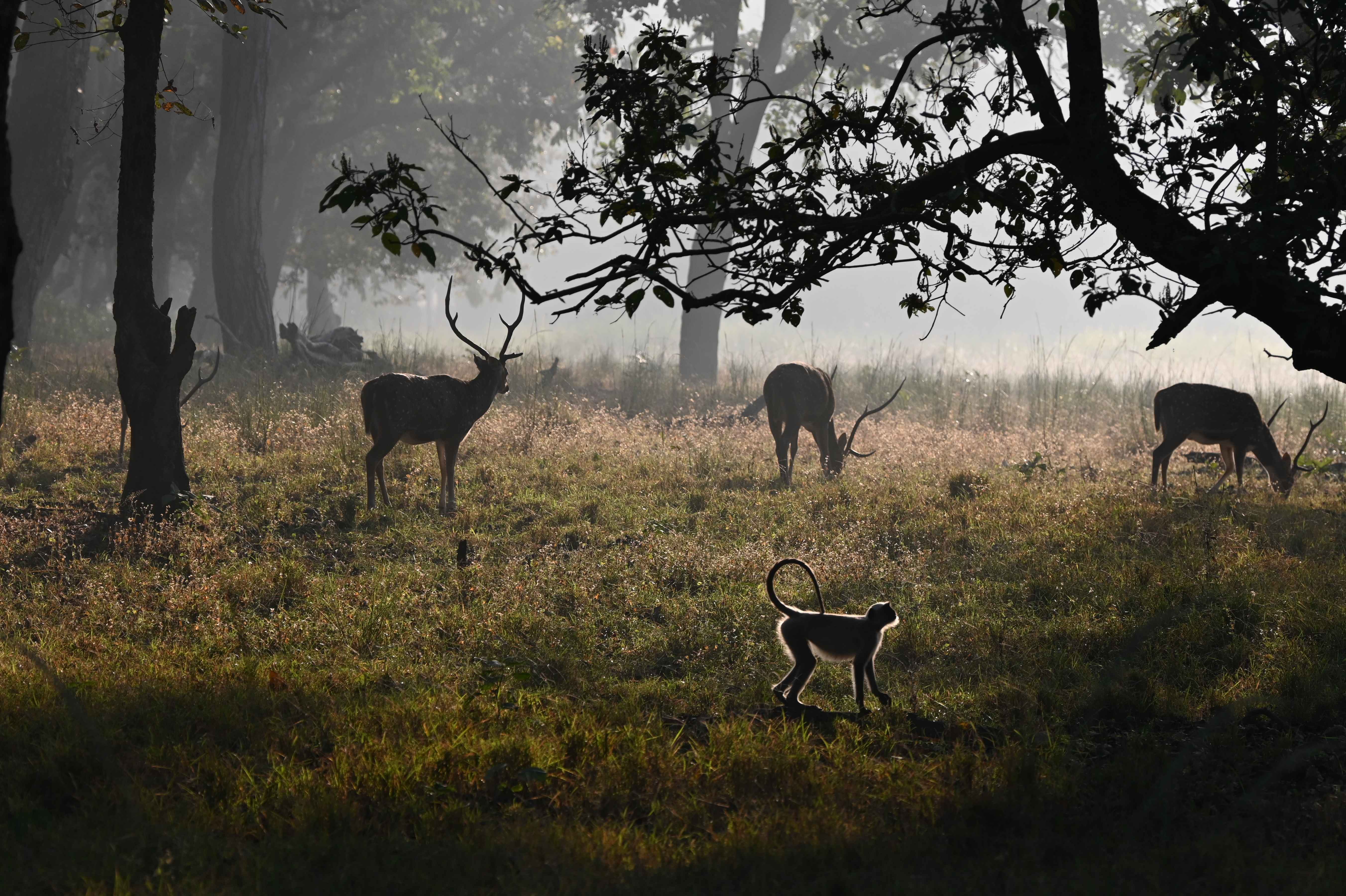 Spotted deer and a langur silhouetted in a misty dawn forest clearing