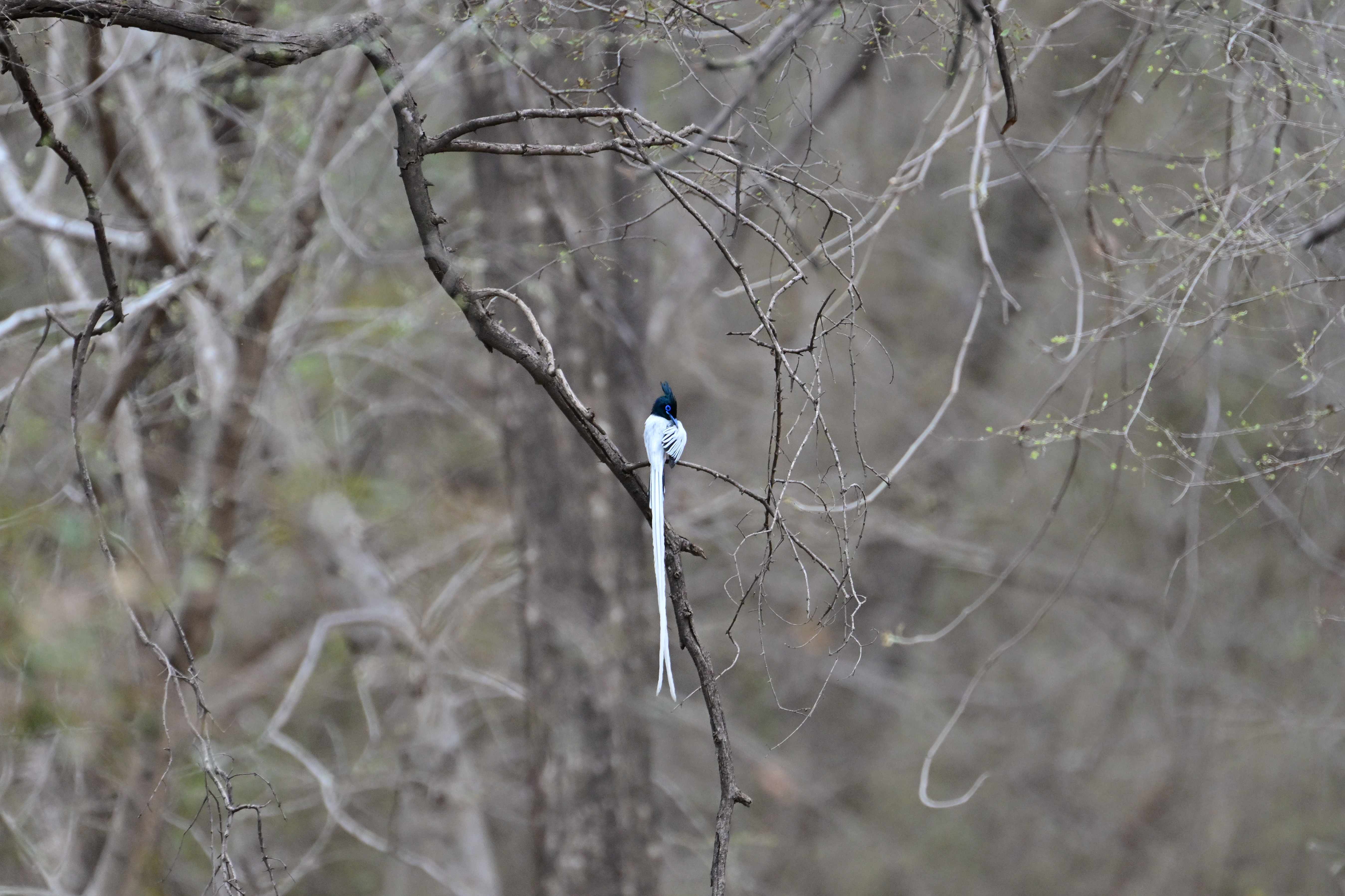 A white Indian paradise flycatcher with a long trailing tail perched among bare branches