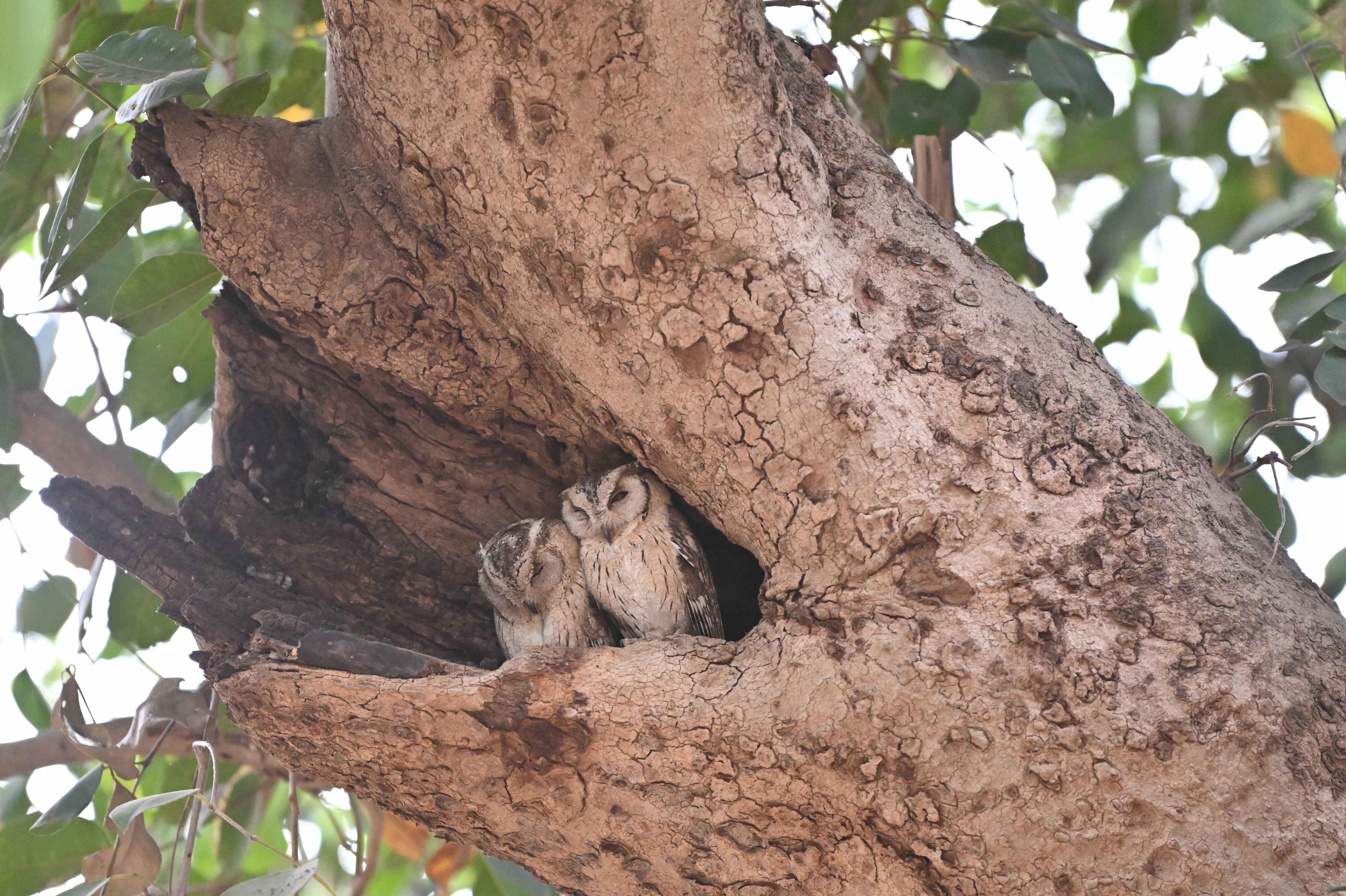 Two collared scops owls nestled together in a hollow of a weathered tree trunk