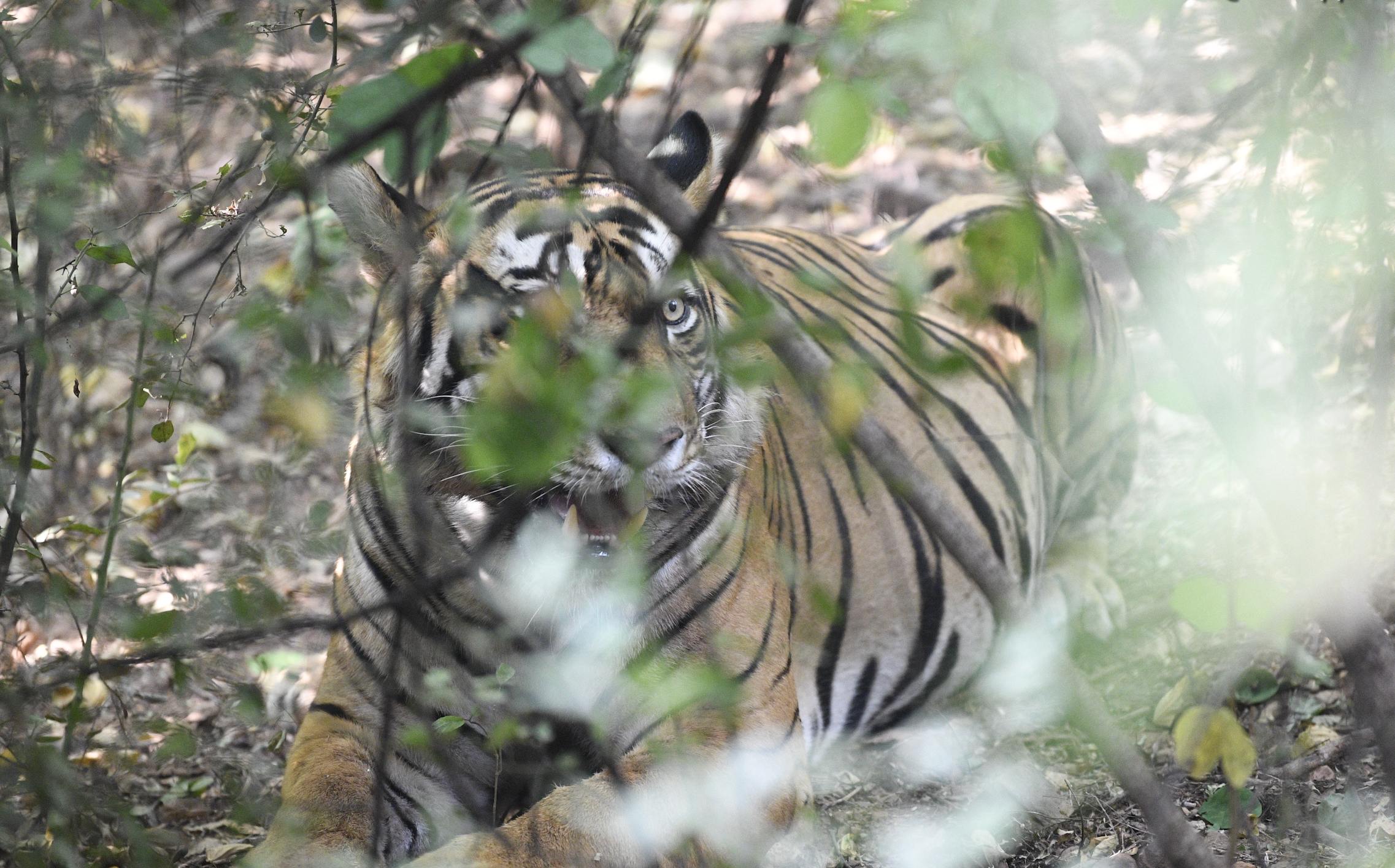 A tiger watching intently through a screen of green leaves and branches