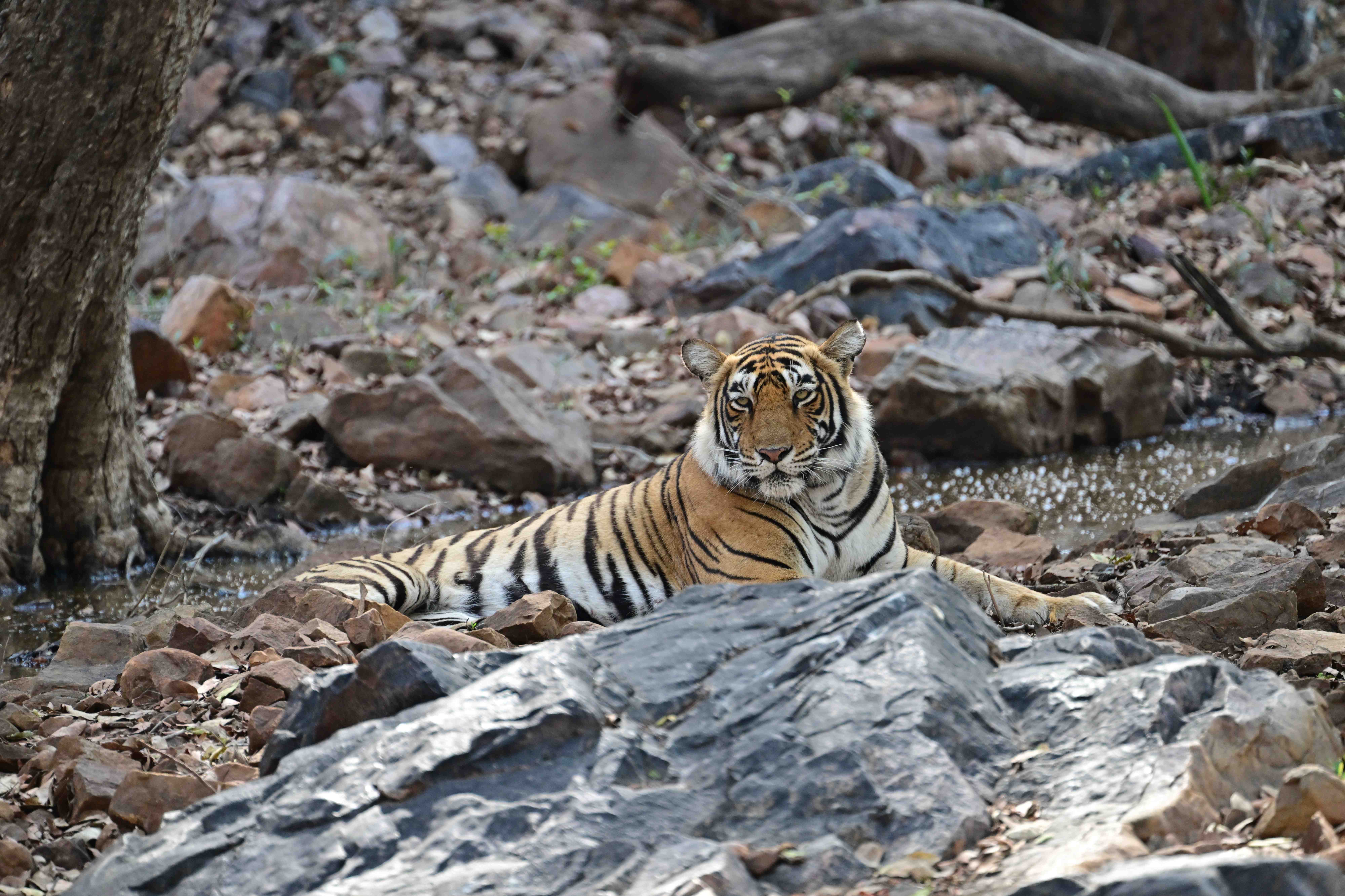A Bengal tiger resting among boulders beside a shallow forest pool