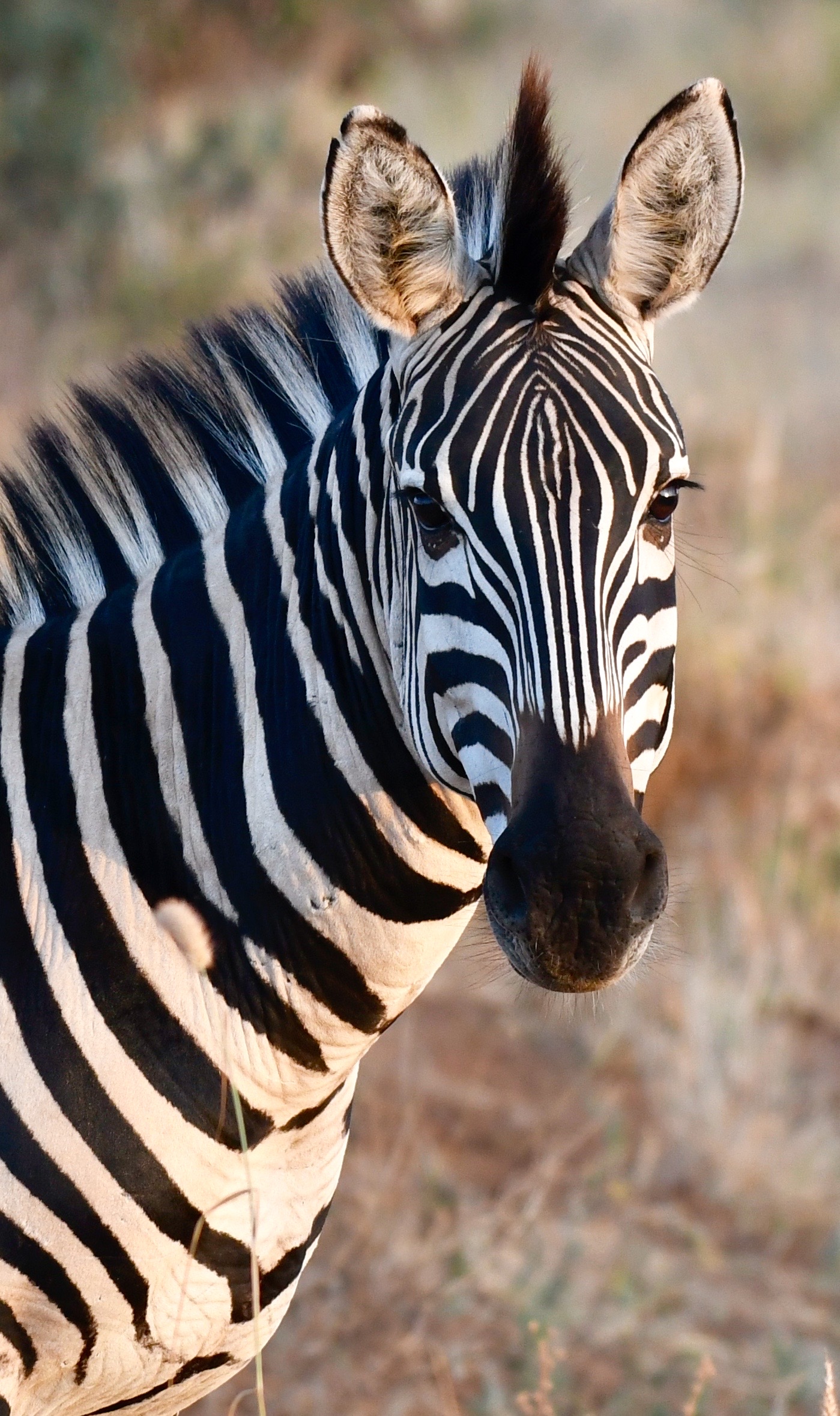 A close portrait of a zebra in warm light, its striped face turned toward the camera